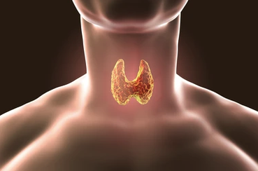 The thyroid gland requires iodine for the production of thyroid hormones to regulate energy production and for healthy body weight